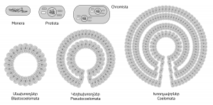 Bacteria